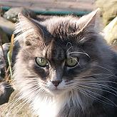 Sibirische Katze Fedor von der Gronau